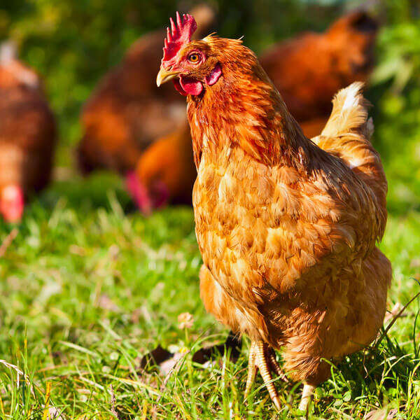 landflair einstieg themen huehnerglueck 600x600